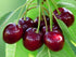 Cires "Bigarreau Burlat" 1.80 - 2.30 m / Prunus avium "Bigarreau Burlat" / by gradina-noastra