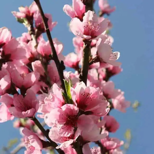 Piersic „Dixired” 1.80 - 2.30 m / Prunus persica „Dixired” / by gradina-noastra