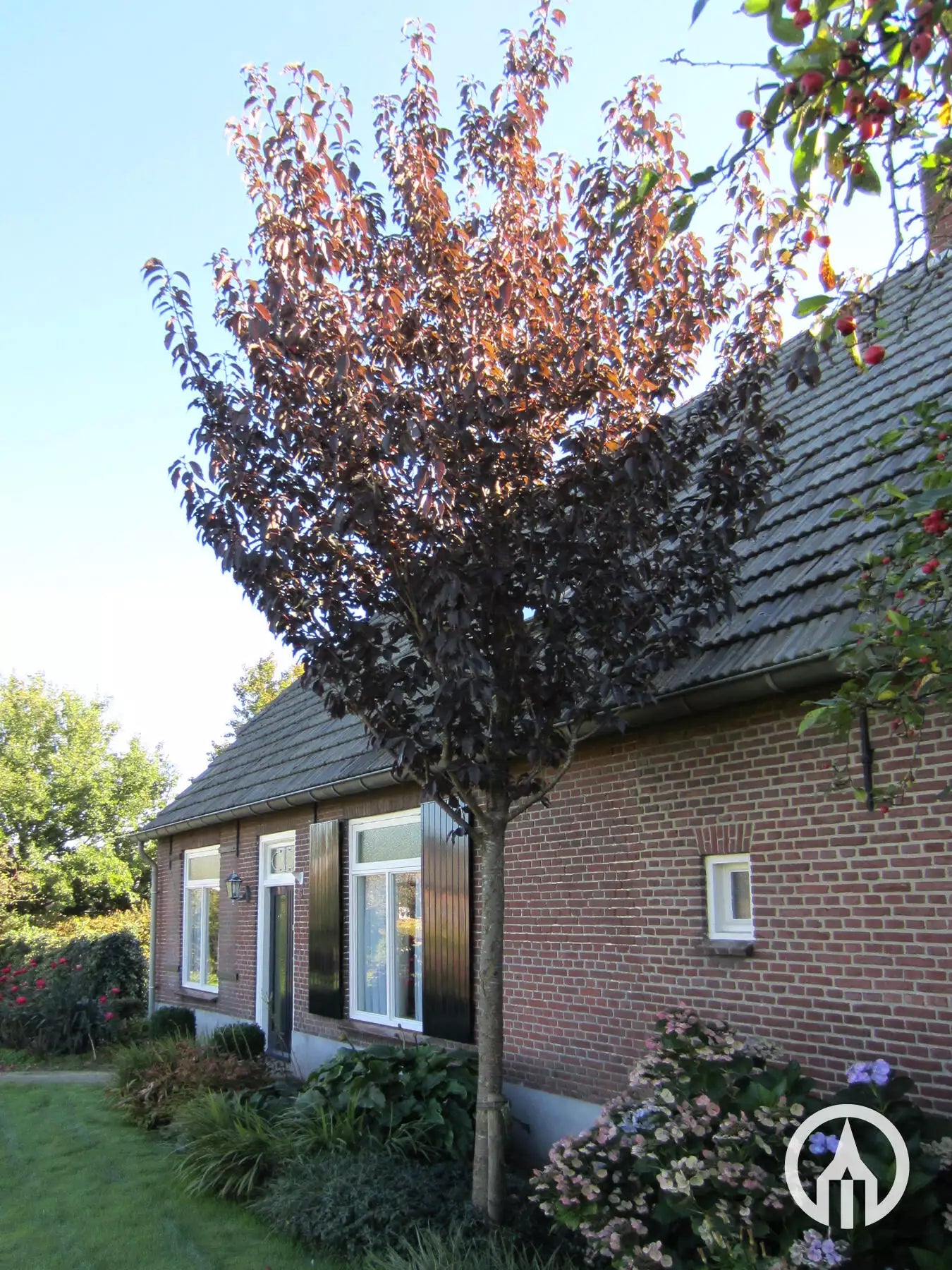Cires japonez "Royal Burgundy" / Prunus serrulata "Royal Burgundy" / - Gradina Noastra