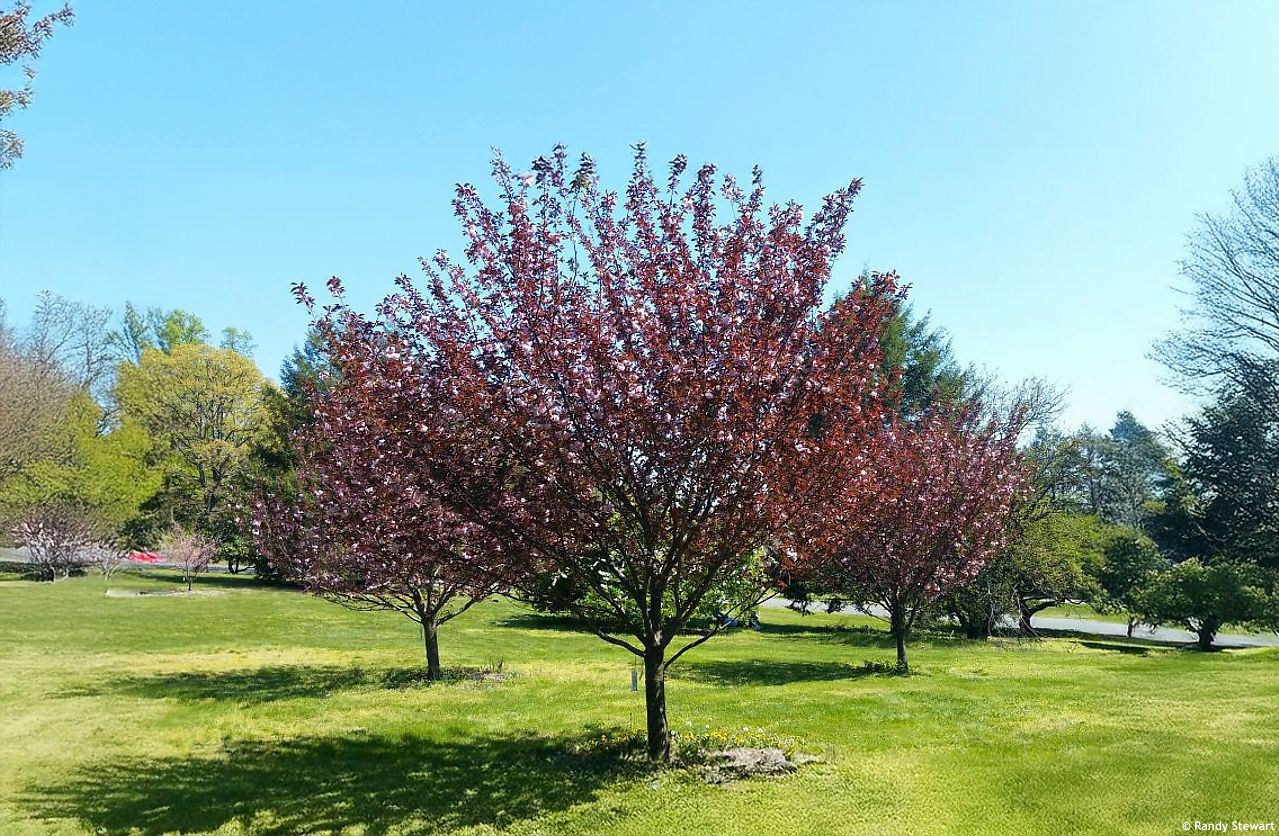 Cires japonez "Royal Burgundy" / Prunus serrulata "Royal Burgundy" / - Gradina Noastra