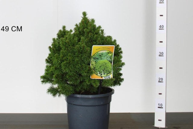 Molid canadian "Alberta Globe" 0.20 - 0.30 m / Picea glauca "Alberta Globe"/ by gradina-noastra