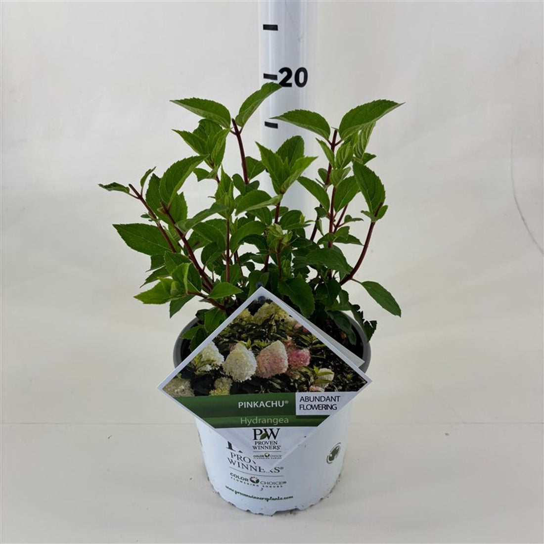 Hortensia paniculata "Pinkachu" / Hydrangea paniculata "Pinkachu" / by gradina-noastra