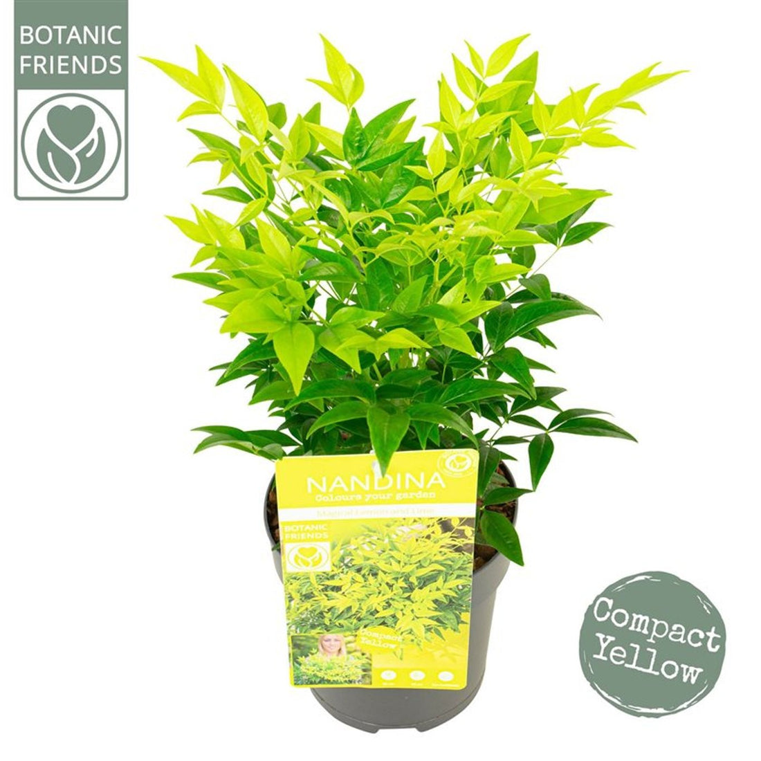 Bambus sfant " Magical " 0.40 - 0.60 m / Nandina domestica "Magical"/ by gradina-noastra