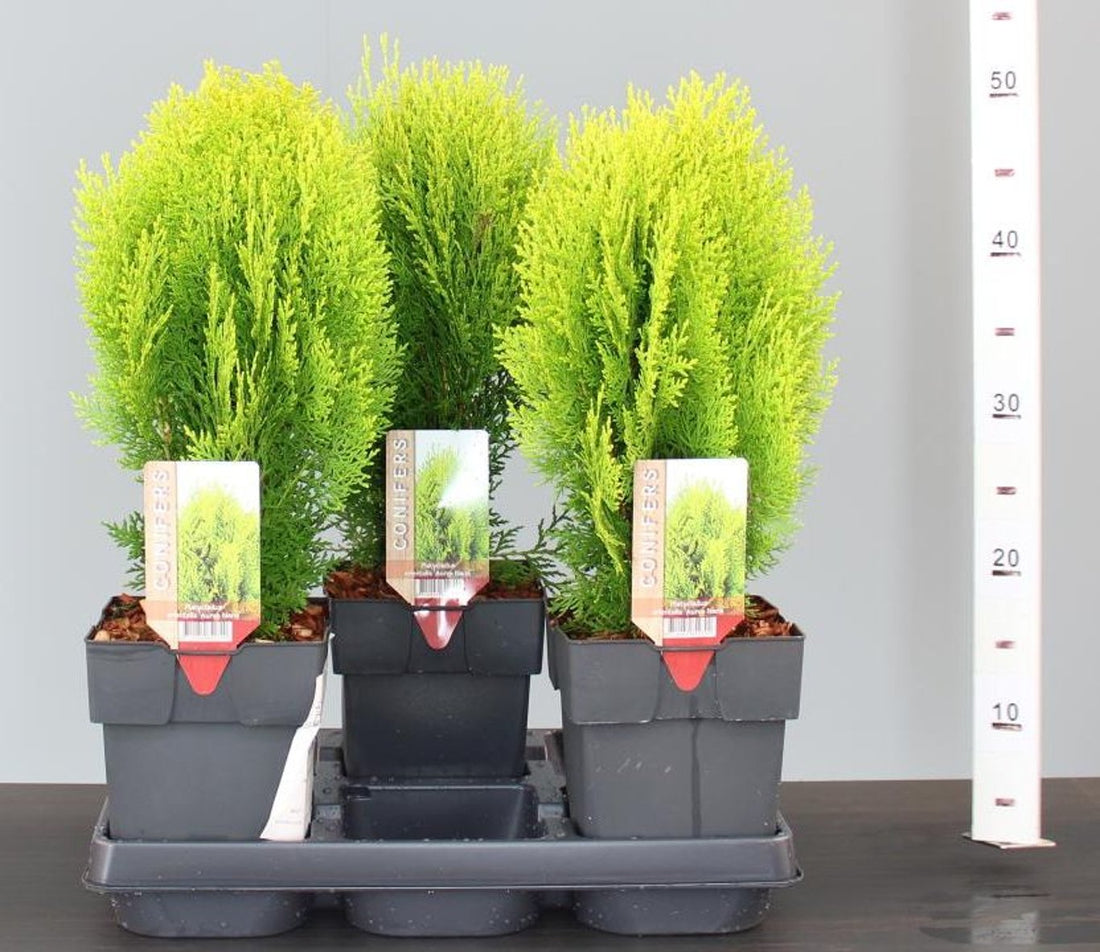 Tuia "Aurea Nana" 0.30 - 0.40 m / Thuja orientalis "Aurea Nana" / - Gradina Noastra