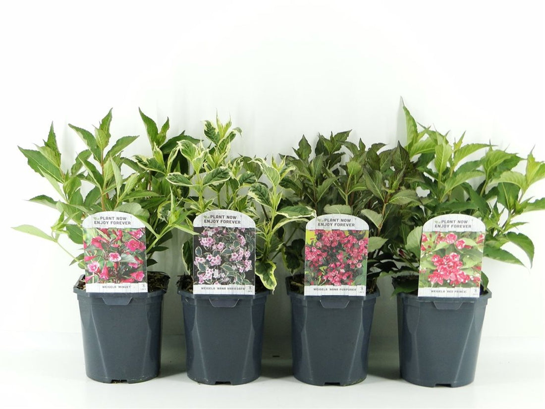 Weigela 0.40 - 0.50 mix / Weigela florida "Purpurea", "Nana Variegata", "Red Prince" / by gradina-noastra