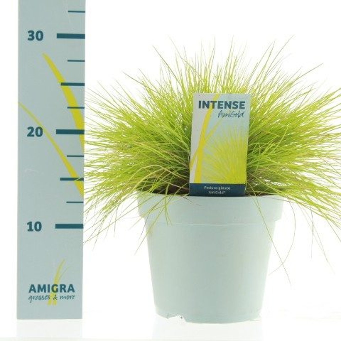 Iarbă albastră "Ami Gold" - / Festuca glauca "Ami Gold"/ by gradina-noastra