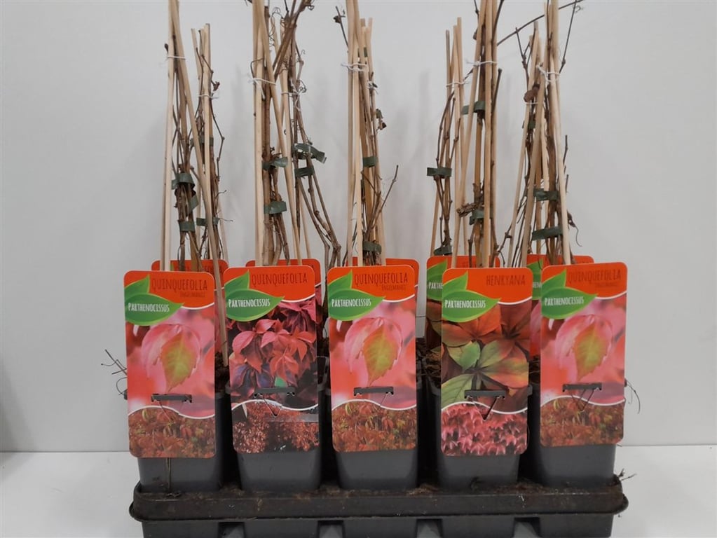 Viță de Canada 0.50 m / Parthenocissus mix / by gradina-noastra