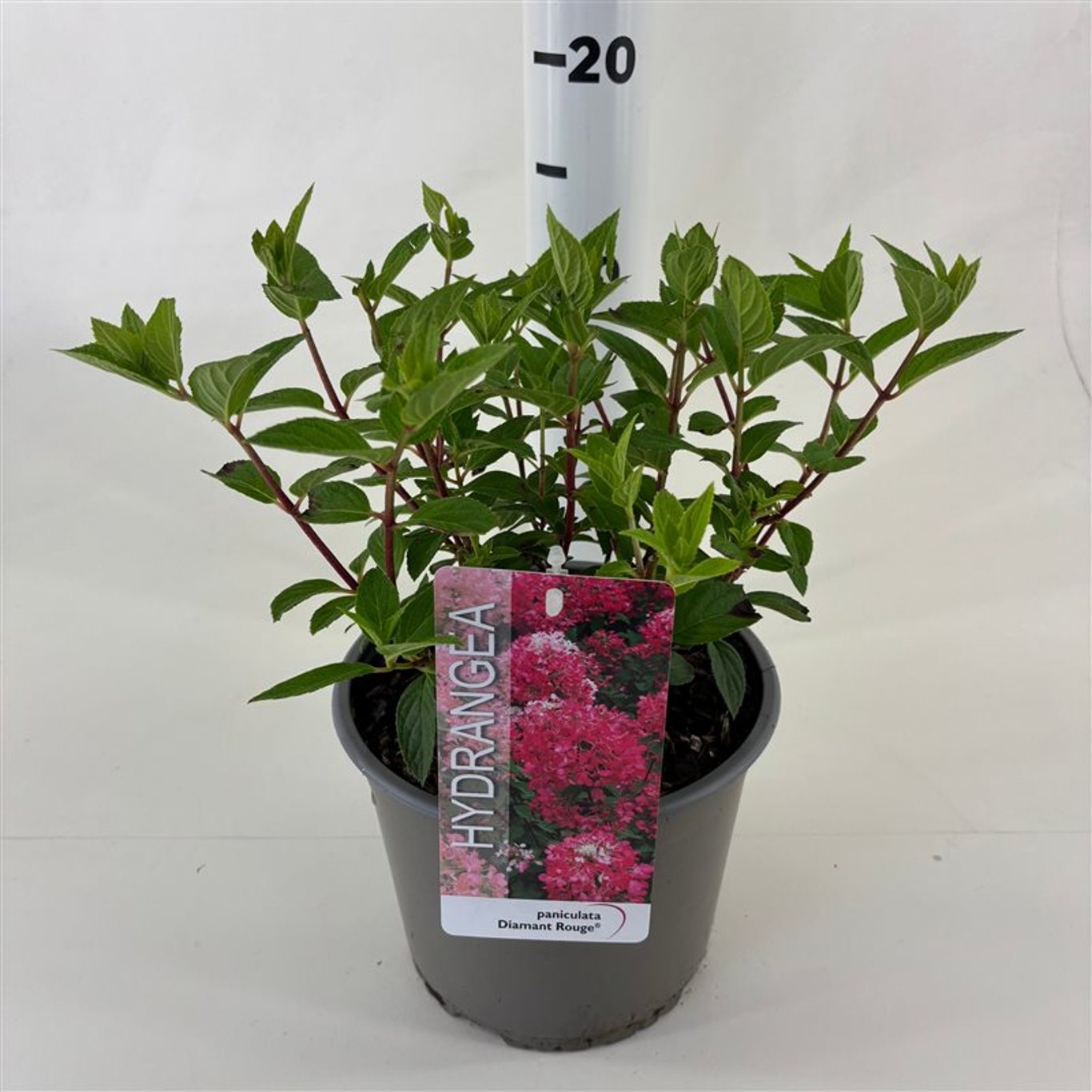 Hortensia paniculata "Diamond Rouge" / Hydrangea paniculata "Diamond Rouge"/