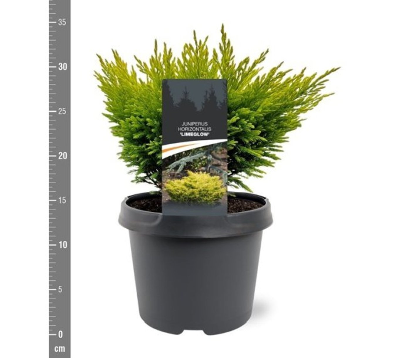 Ienupar "Limeglow" / Juniperus horizontalis "Limeglow"/ by gradina-noastra