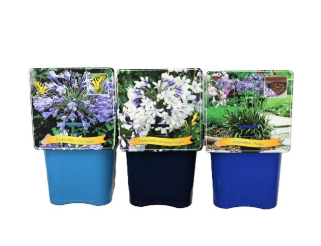 Agapanthus mix 0.10 - 0.20 m, flori spectaculoase albastre și violete, ideale pentru grădinile tale.