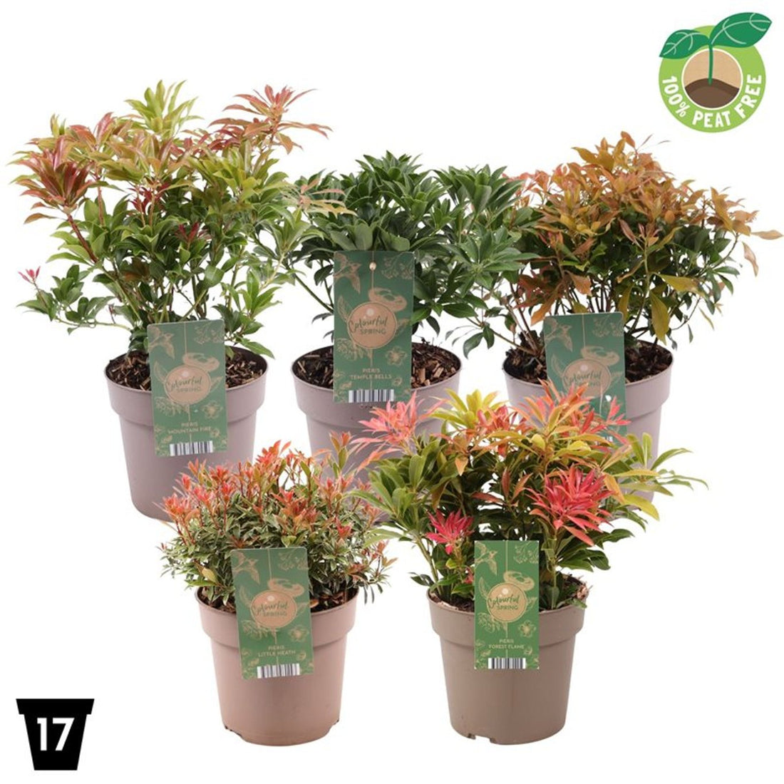 Andromeda japoneza mix / Pieris mix/ by gradina-noastra