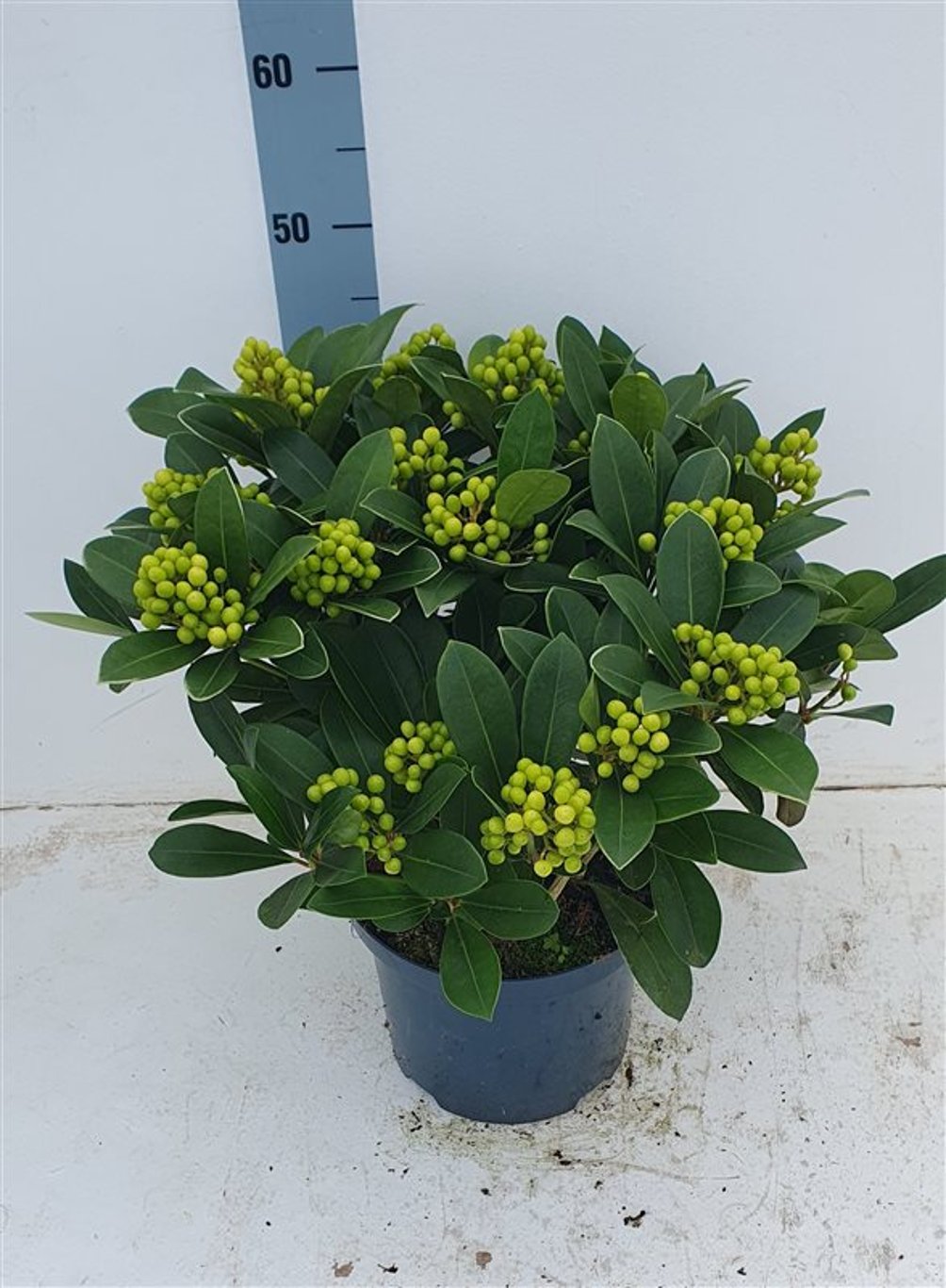 Liliac japonez "Temptation" 0.40 - 0.50 m / Skimmia japonica &