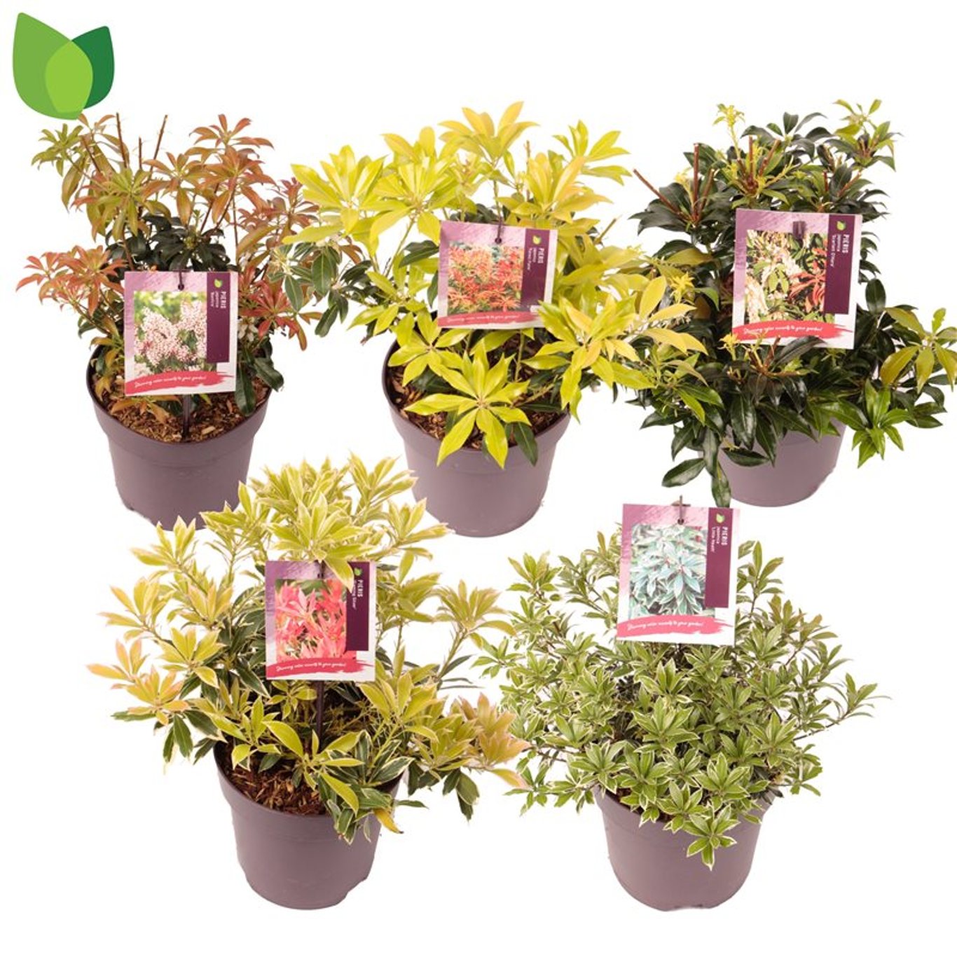 Andromeda japoneza mix/pret pe buc /Pieris japonica Flaming Silver/Pieris japonica Bonfire/Pieris japonica Sinfonia/Pieris japonica Mountain Fire/Pieris japonica Prelude/
