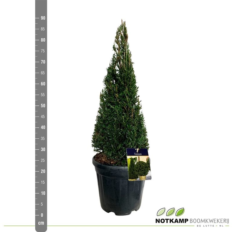 Tisa piramida / Taxus baccata / este un conifer elegant, ideal pentru grădinile tale, disponibil la Notkamp.