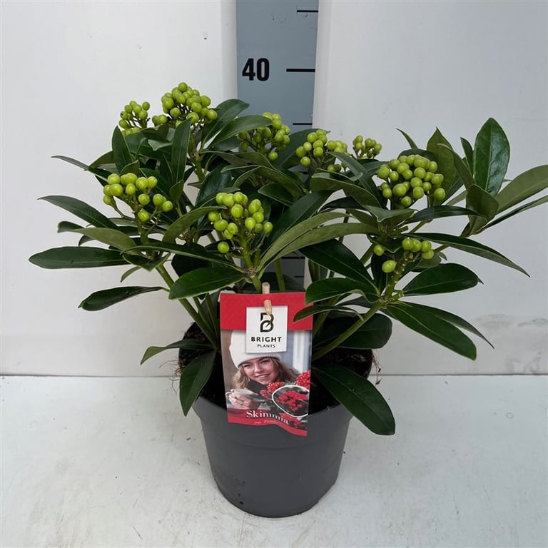 Liliac japonez "Pabella" 0.40 - 0.50 m / Skimmia japonica "Pabella"/ by gradina-noastra