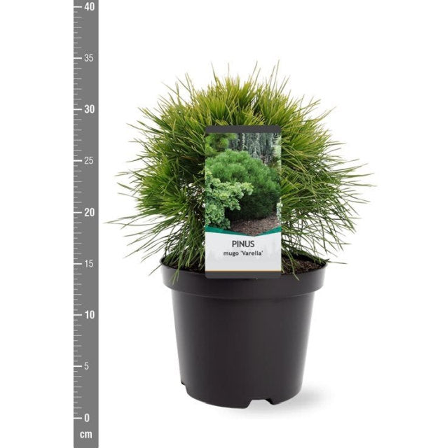 Pin pitic "Varella" 0.20 - 0.25 m / Pinus mugo "Varella"/ by gradina-noastra