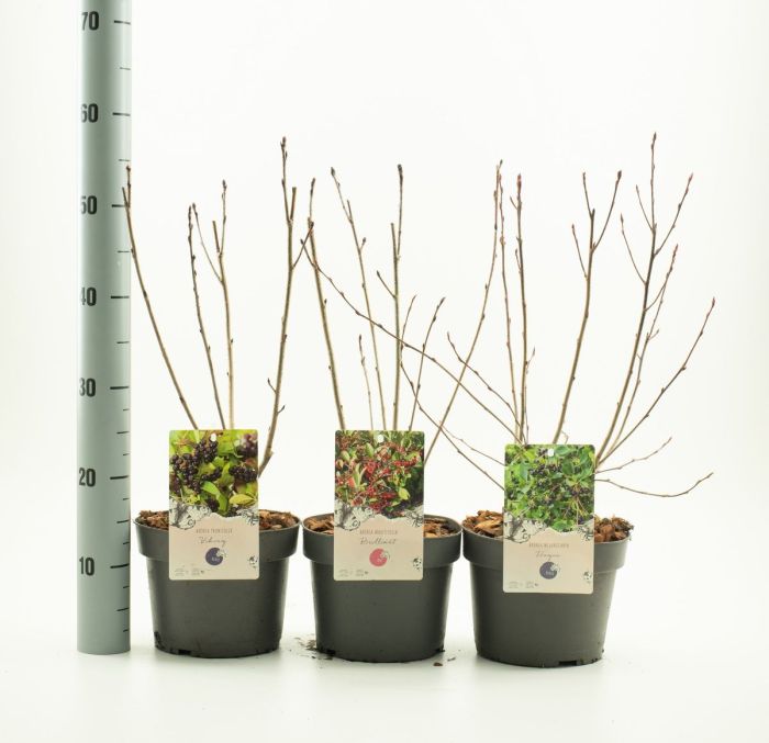 Aronia Mix 0.50-0.60 m by gradina-noastra