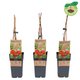 Zmeur "Heritage" /Rubus idaeus &