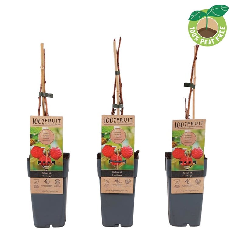 Zmeur "Heritage" /Rubus idaeus &