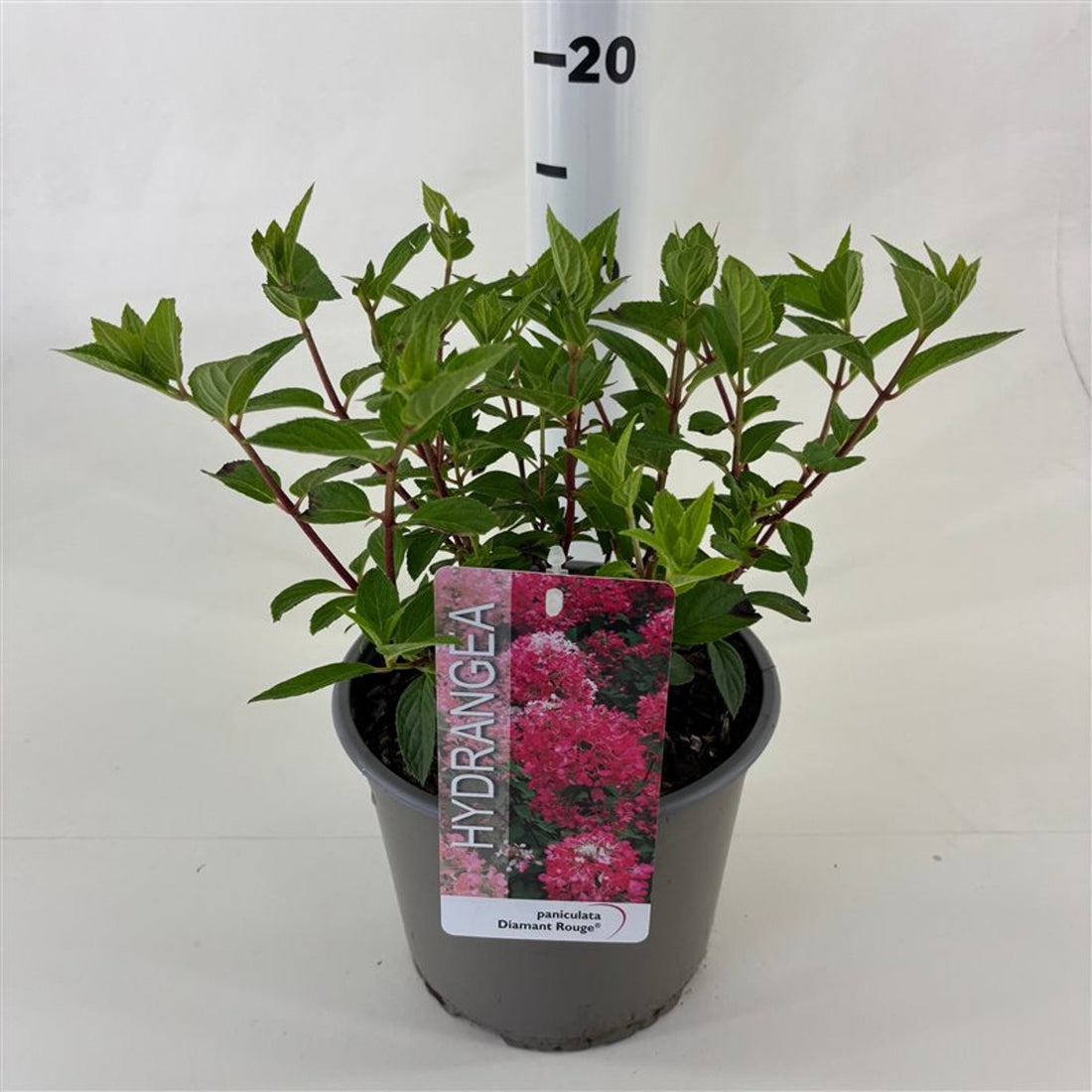 Hortensia paniculata "Diamond Rouge" / Hydrangea paniculata "Diamond Rouge"/ by gradina-noastra