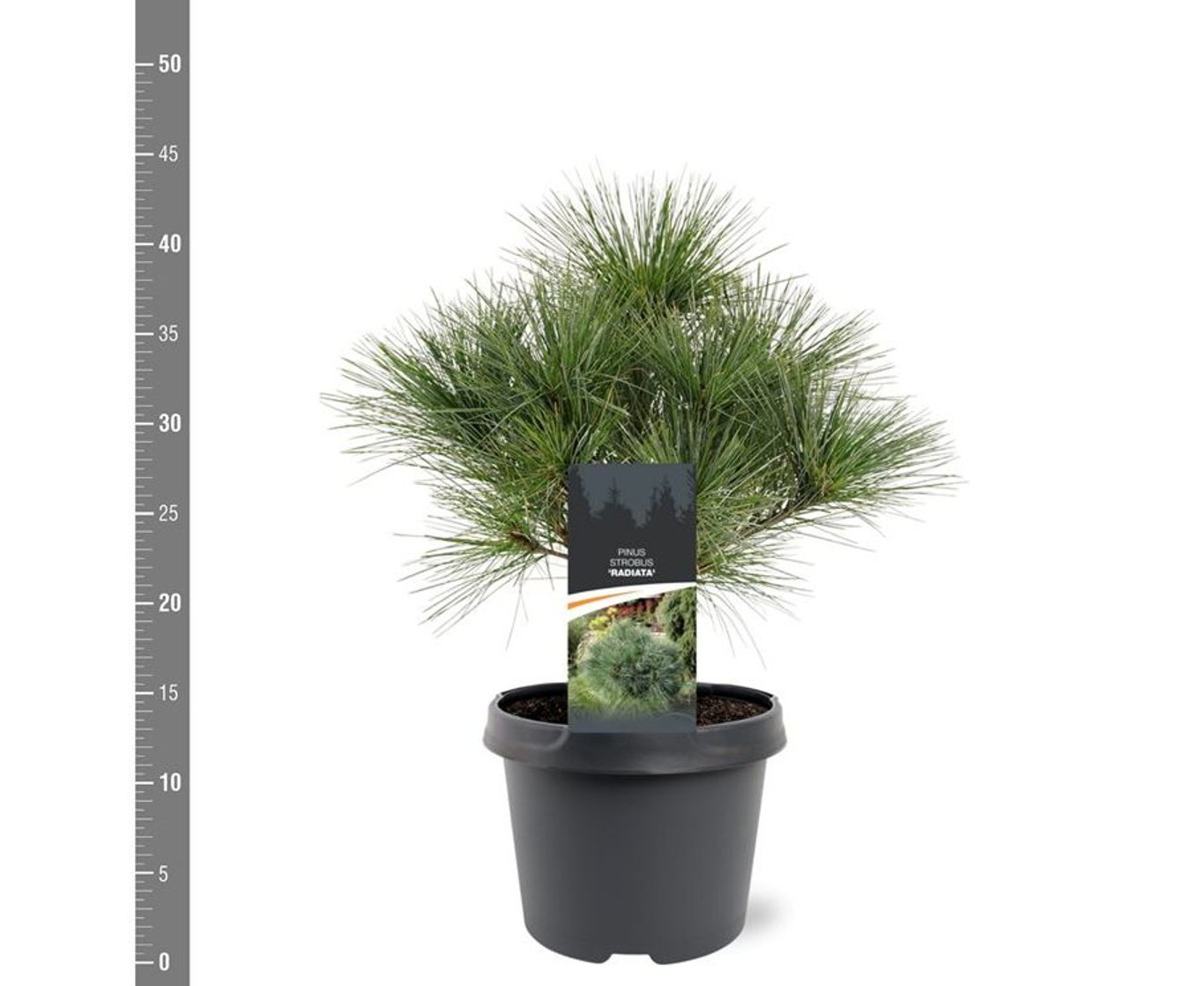 Pin strob / Pinus strobus/ by gradina-noastra