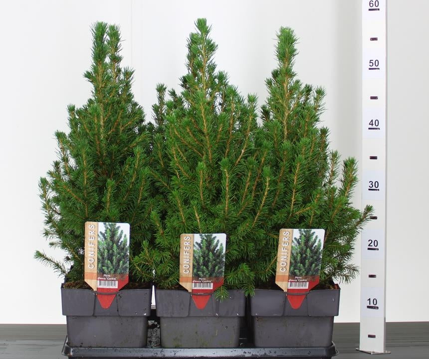 Molid alb "Conica" 0.20 - 0.30 m / Picea glauca "Conica"/ by gradina-noastra