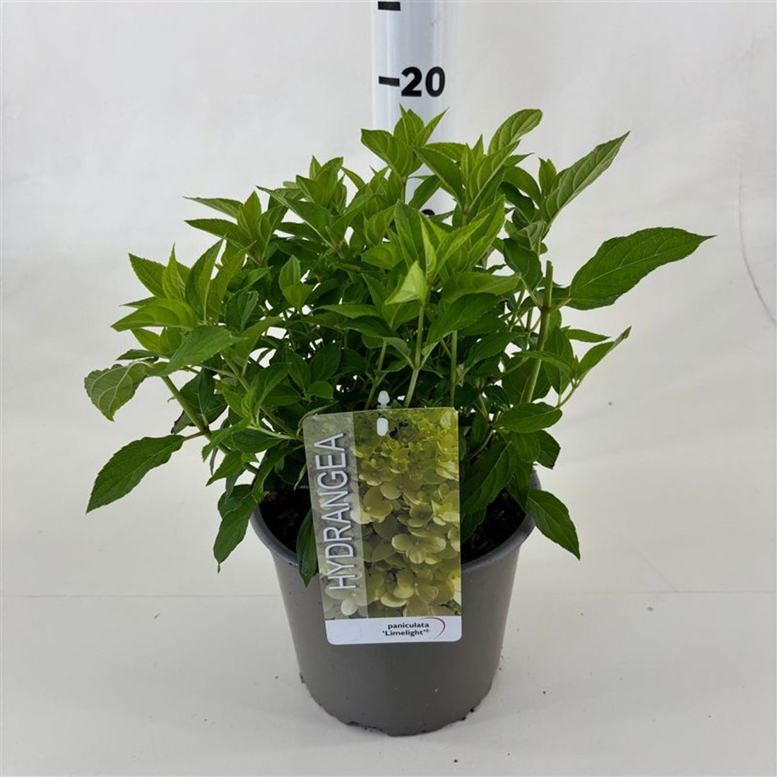 Hortensia paniculata &