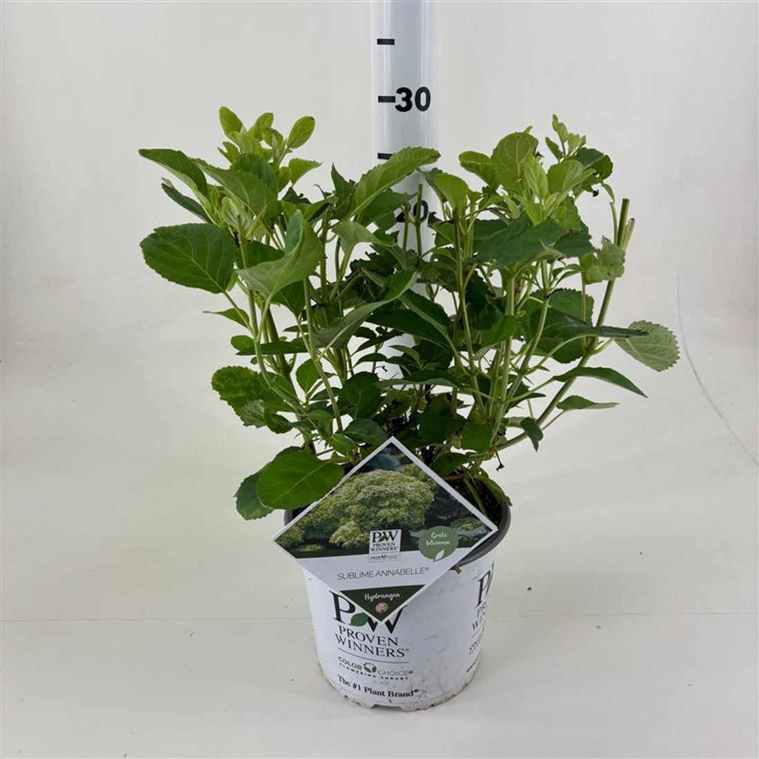 Hortensia "Sublime Annabelle" 0.20 - 0.30 m / Hydrangea arborescens "Sublime Annabelle"/ by gradina-noastra