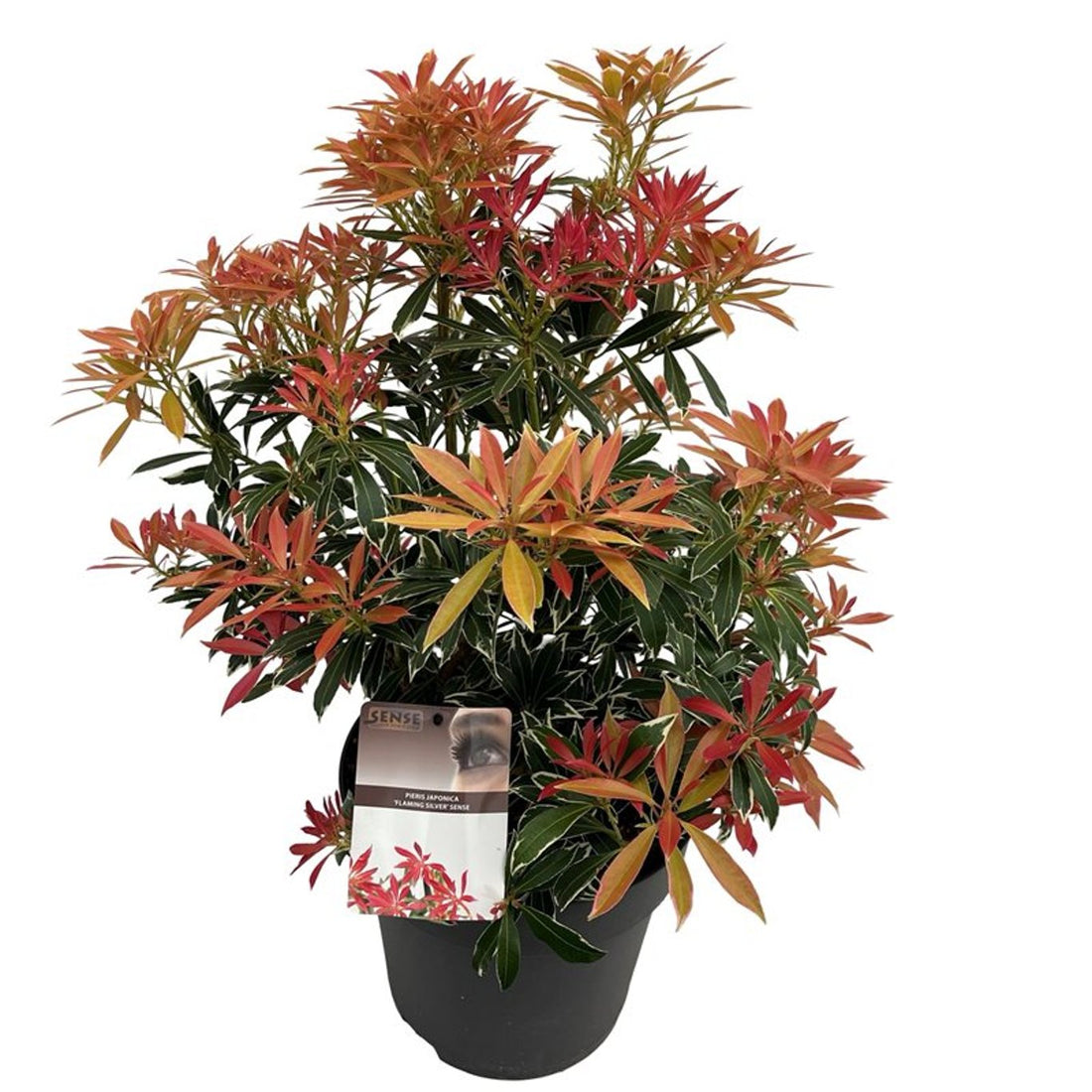 Andromeda japoneza "Flaming Silver" / Pieris "Flaming Silver"/ by gradina-noastra