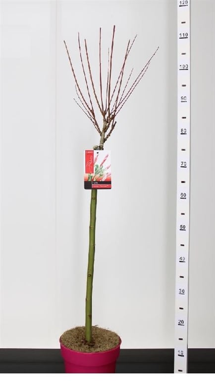 Salcie japoneza "Flamingo" 0.60 - 0.80 m / Salix integra "Flamingo"/ by gradina-noastra