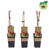 Zmeură "Zeva"/ Rubus idaeus &
