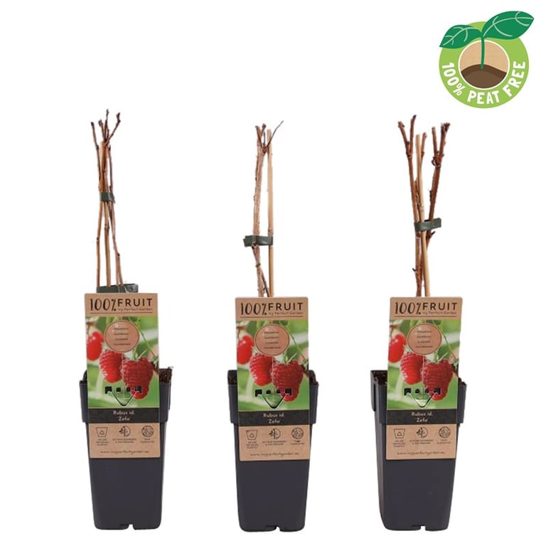 Zmeură "Zeva"/ Rubus idaeus &