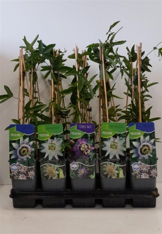 Floarea pasiunii 0.60 m / Passiflora mix / by gradina-noastra