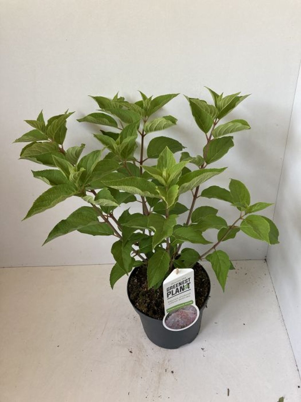 Hortensia paniculata "Phantom"/ Hydrangea paniculata "Phantom"/ by gradina-noastra