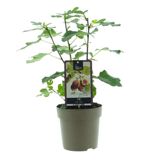 Smochin „Brown Turkey” / Ficus carica „Brown Turkey” / în ghiveci, perfect pentru grădini și umbră.