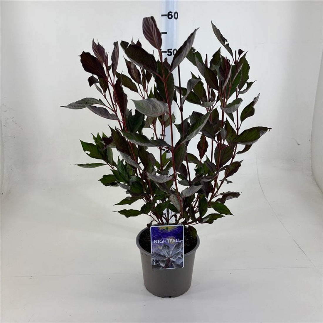 Corn „Nightfall" / Cornus alba „Nightfall"/ by gradina-noastra