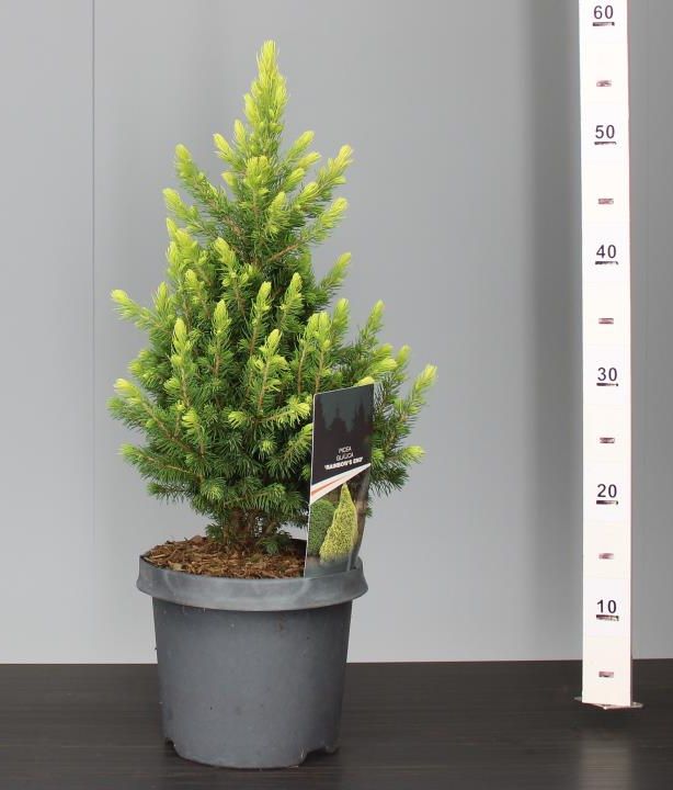 Molid alb "Rainbow’s End" 0.40 - 0.50 m / Picea glauca "Rainbow’s End"/ by gradina-noastra