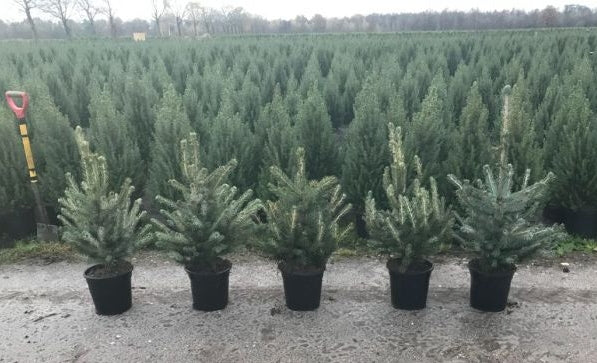 Molid argintiu "Super Blue" 0.50 - 0.60 m / Picea pungens picea "Super Blue"/ by gradina-noastra