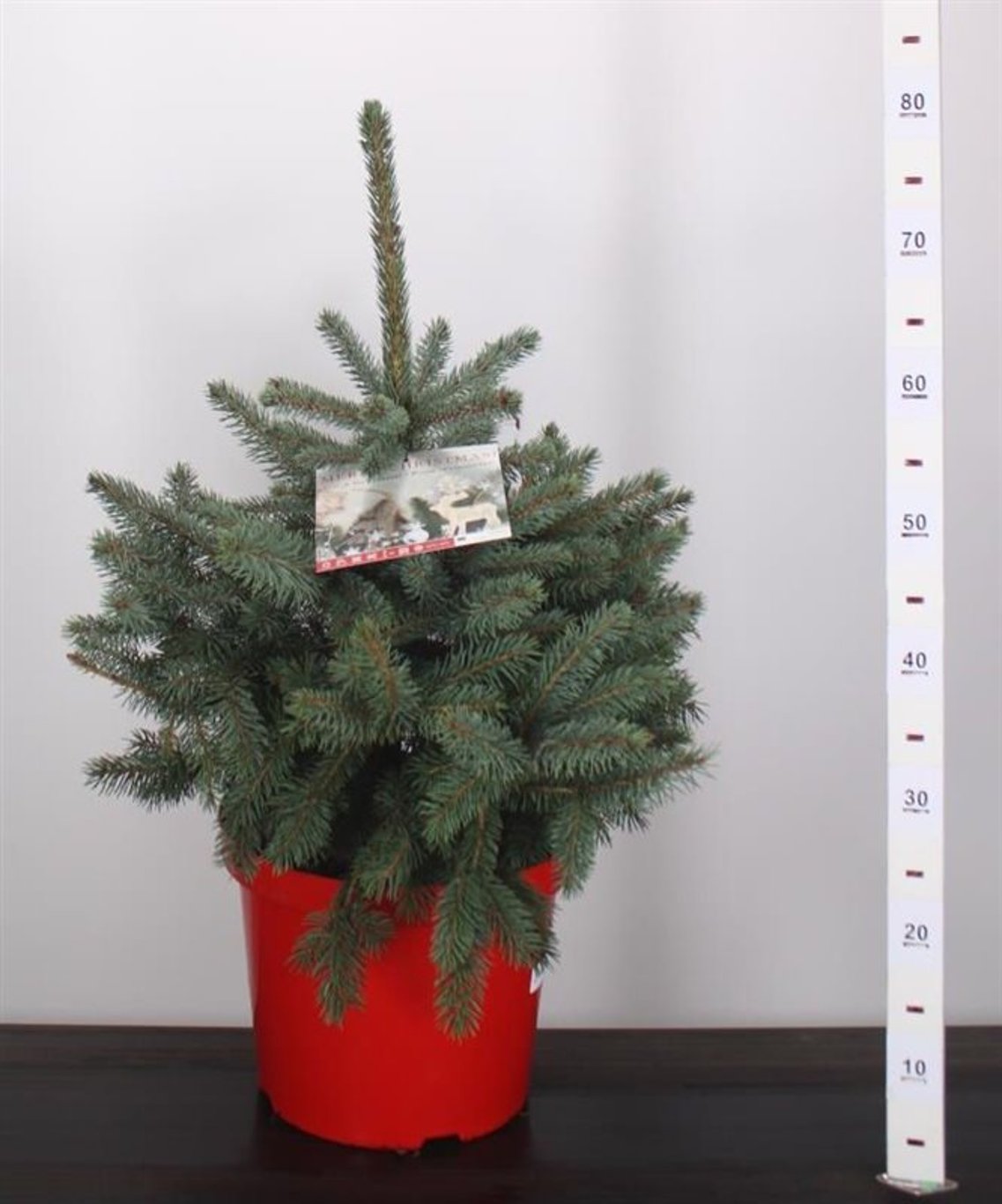 Molid argintiu "Super Blue" / Picea pungens picea "Super Blue"/