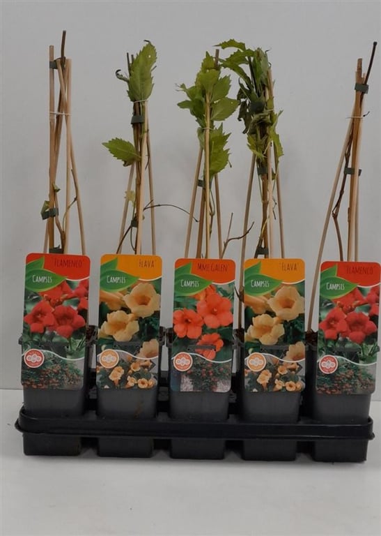 Luleaua turcului 0.60 m / Campsis radicans mix / by gradina-noastra