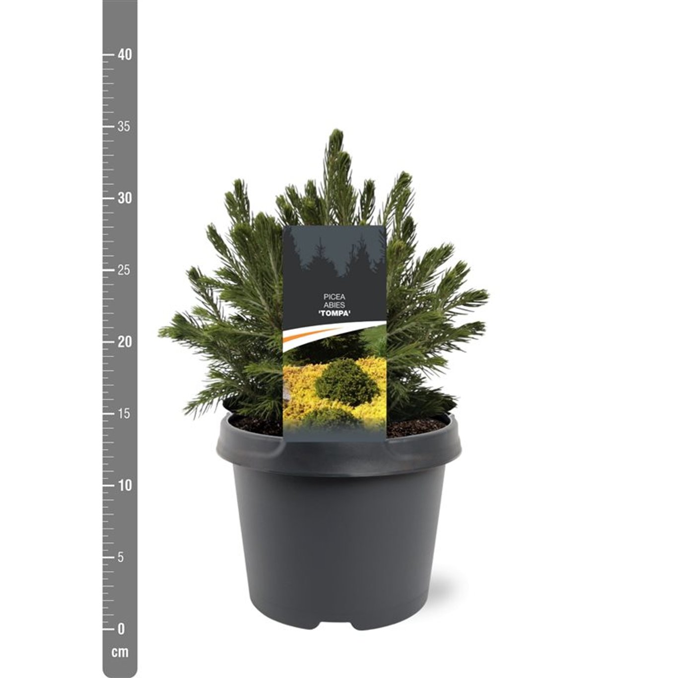 Molid norvegian "Tompa " / Picea abies &