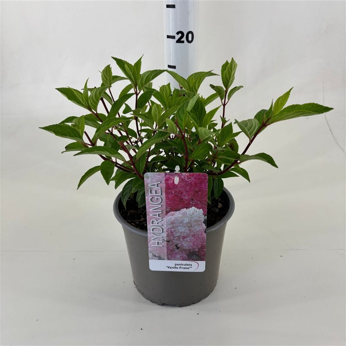 Hortensia paniculata "Vanille Fraise" / Hydrangea paniculata "Vanille Fraise" / by gradina-noastra