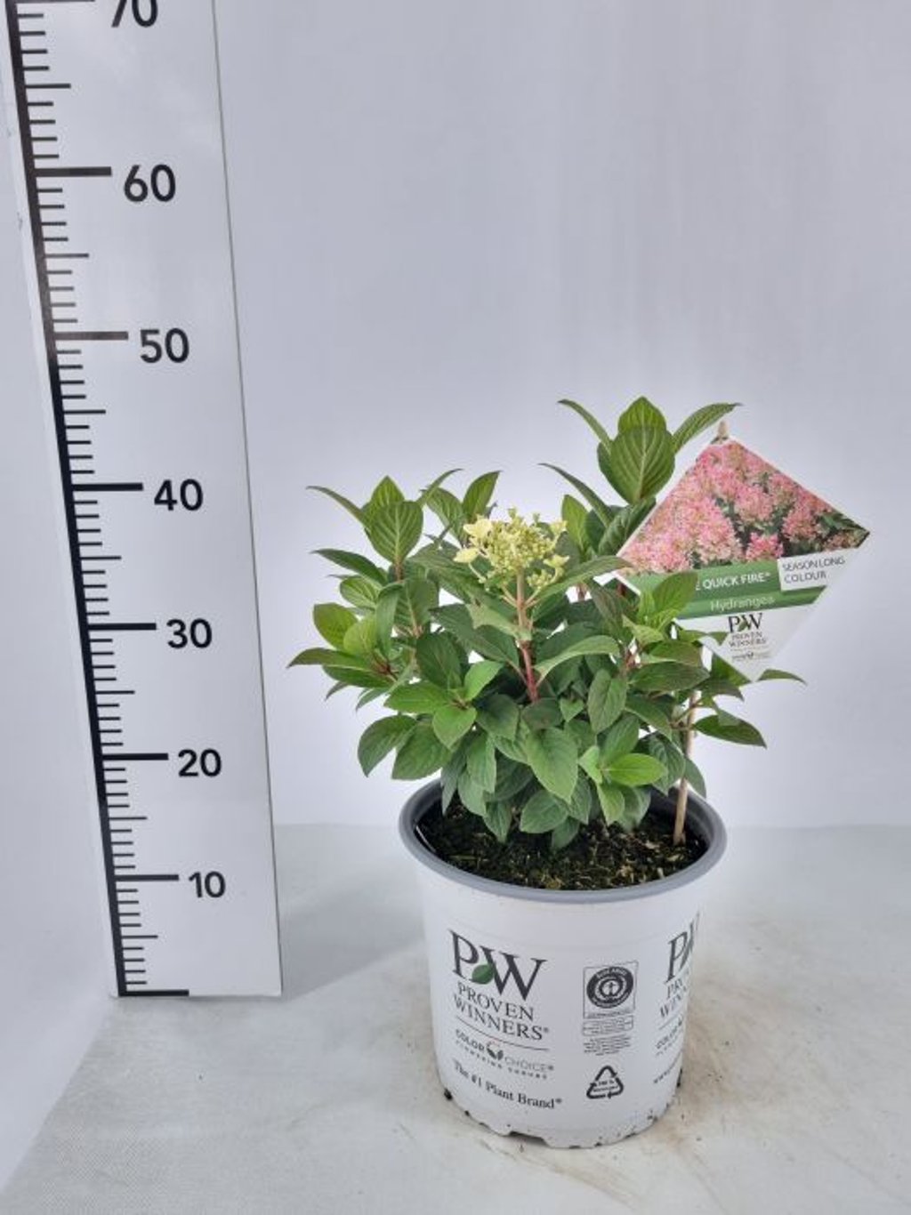 Hortensia paniculata "Little Quick Fire" / Hydrangea paniculata "Little Quick Fire" /