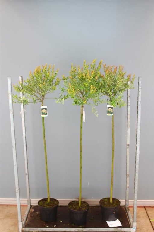 Salcie japoneza "Hakuro Nishiki" 1.30 - 1.50 m / Salix integra "Hakuro Nishiki"/ by gradina-noastra