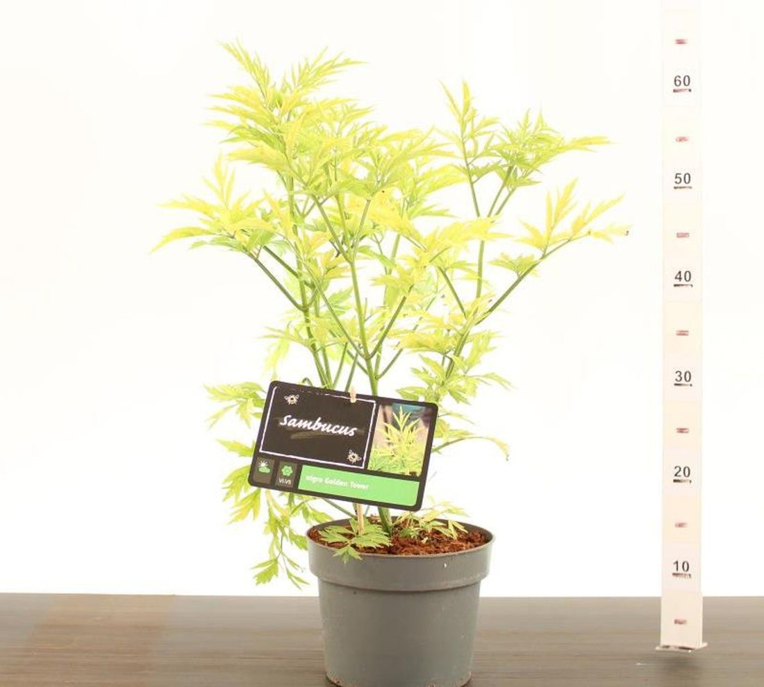 Soc Negru "Golde Tower" /Sambucus Nigra "Golde Tower" /Sambucus Nigra Arbust by gradina-noastra