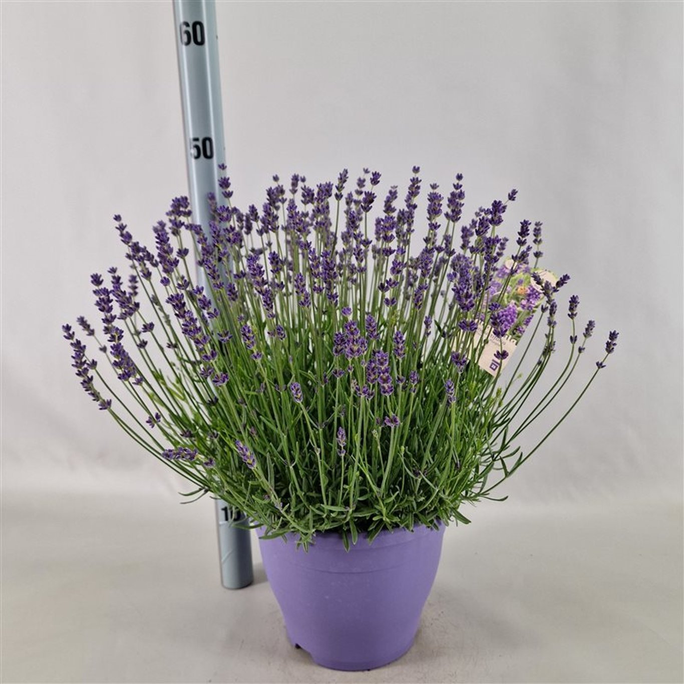 Lavanda Englezeasca "Hidicote" - / Lavandula angustifolia "Hidicote"/ - Gradina Noastra