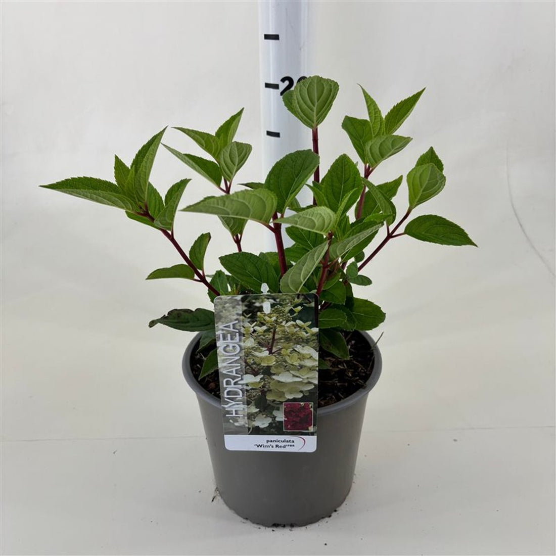 Hortensia paniculata "Wim&