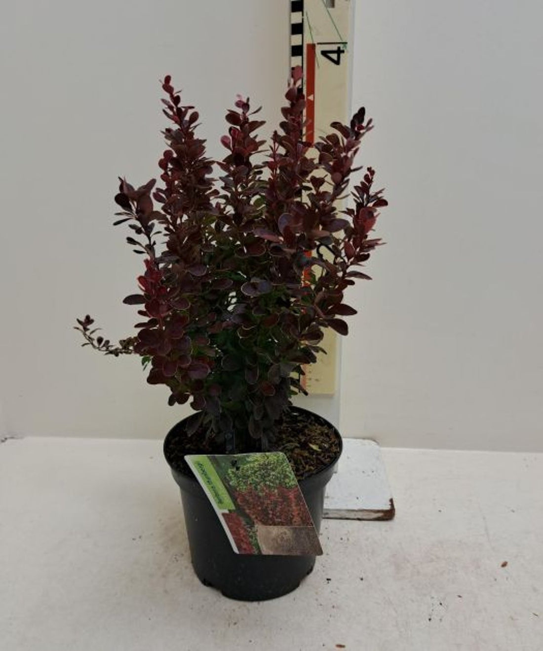 Dracila "Red Tower " /Berberis thunbergii "Red Tower"/ by gradina-noastra