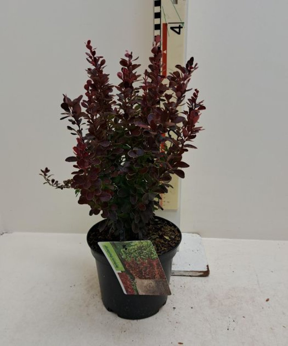 Dracila "Red Tower " /Berberis thunbergii "Red Tower"/ by gradina-noastra