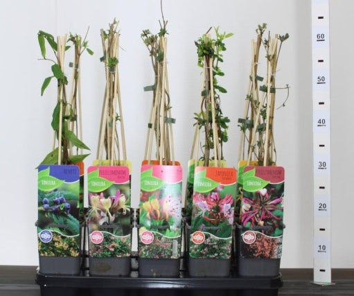 Mâna Maicii Domnului 0.60 m / Lonicera japonica mix / by gradina-noastra